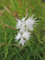 Dianthus arenarius - Sandnelke Stückzahl Rabatt 5er-Paket