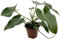 Fangblatt - Philodendron corcovadensis - anmutiger Baumfreund im Ø 12 cm Topf - exotische Zimmerpflanze