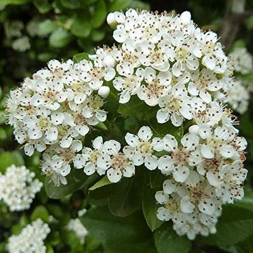 Pianta di PYRACANTHA piracanta rosso bacche rosse RAMPICANTE fiore bianco FOTO REALE AMDGarden