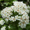 Pianta di PYRACANTHA piracanta rosso bacche rosse RAMPICANTE fiore bianco FOTO REALE AMDGarden