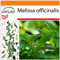 SAFLAX - Garden in the Bag - Erba limoncina - 150 semi - Melissa officinalis