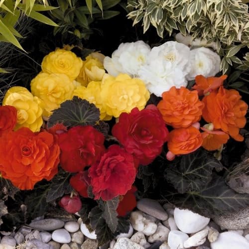 Begonia Nonstop Mocca Mixed: Fully Double Flowers - Rich Chocolate Foliage - Continuous Summer Flowering - Resilient & Low-Maintenance - 6X Plug Plants by Thompson & Morgan