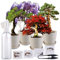 Royal Gardineer Bonsai Set: Bonsai-Anzuchtset, 4 Arten, Töpfe, Untersetzer, Clipper, Sprühflasche (Anzucht, Mini Gewächshaus)