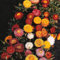 Helichrysum Bright Bikini Mixed Annual Dwarf strawflower Seeds (200 Seeds) by Thompson and Morgan