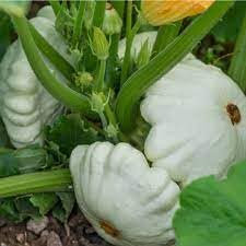 Zucchino Custard White semi in Busta