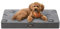 Feandrea Hundebett, Hundekissen waschbar, Hundematte abnehmbar, wasserdicht, 76 x 51 x 8 cm, Größe M, für kleine und Minihunde, Taubengrau PGW241G01