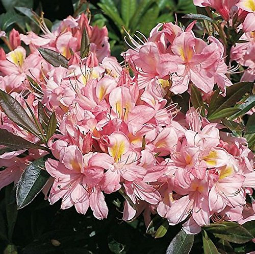 Rhododendron Juniduft 70-80cm - Rhododendron viscosum - lebende Gartenpflanze aus den Baumschulen