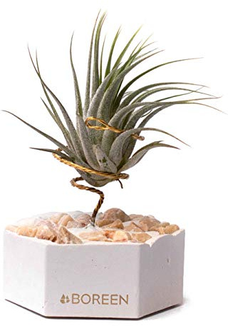 BOREEN - Plantas de aire tillandsia SCAP con soporte de escritorio decorativo (Hex. cemento blanco con piedras rosadas)