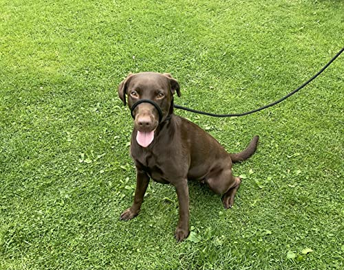 No More Pulling! Anti Pull Lead Field Figure 8 / Halter/Head Collar One Size Fits All Super Soft Braided Nylon Comfortable Make Your Walks More Enjoyable -Instructions Included (Black)