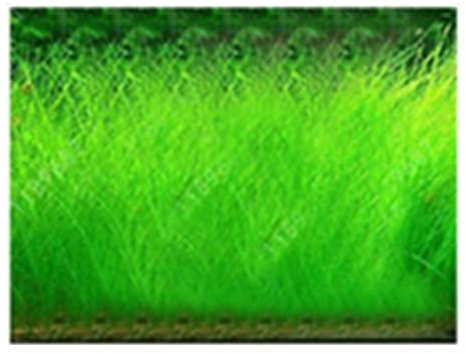Saterkali Aquarium-Wasser-Gras-Samen, 100 Stück Aquarium-Wasser-Gras-Samen, Aquarium, hydrophile Pflanze, Landschaftsdekoration Große haarige Samen