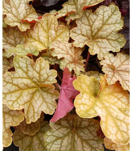 Heuchera - Purpurglöckchen Ginger Ale - winterhart, im Topf 12 cm, in Gärtnerqualität von Blumen Eber - 12cm