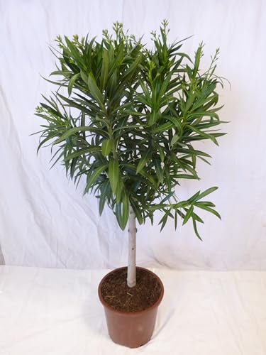 [Palmenlager] - XXL Oleander 150 cm -Hochstamm - WEIß - Pot 34 cm Ø - Nerium oleander - mediterrane Pflanze