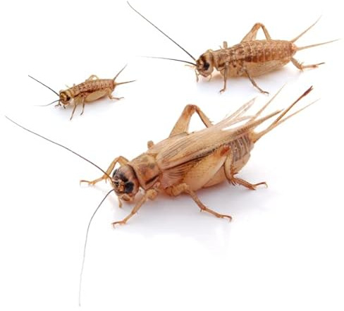 proinsects Heimchen klein 1000 STK. - Futterinsekten für Vögel, Reptilien, Amphibien u.v.m.