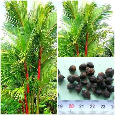 Seeds Lot de 10 graines de cyrtostachys Renda pour rouge à lèvres Motif palmier !