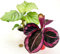 POWERS TO FLOWERS - CALATHEA ORBIFOLIA e CALATHEA ROSY, IN VASO CUORI BIANCO E ROSSO, pianta vera