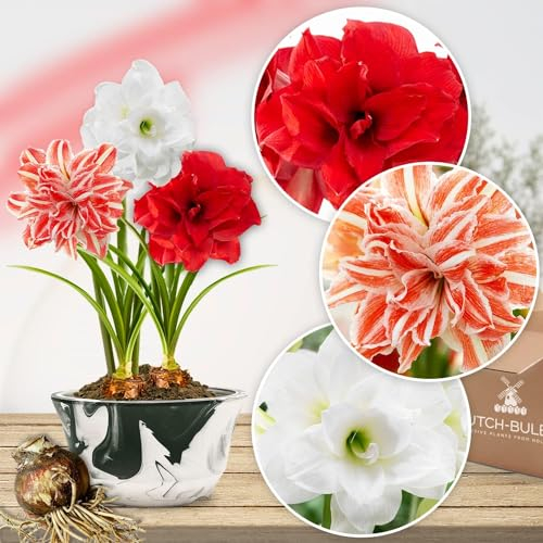 Gefüllte Amaryllis Zwiebel Kollektion - 3 Blumenzwiebeln in Großformat 26/28 - Exklusive Mischung von echte pflanzen aus Holland - Hippeastrum Zwiebeln (keine Samen, Wachs und nicht künstlich)