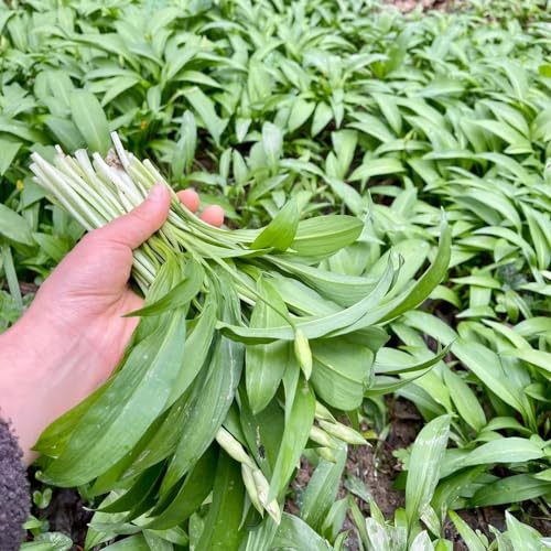 35 pcs bärlauch samen kaufen hochbeet kräuter heilpflanzen samen blumen samen exotische pflanzen kräutergarten balkon exotische pflanzen samen kräuterbeet indoor seltene samen kräuterpflanzen