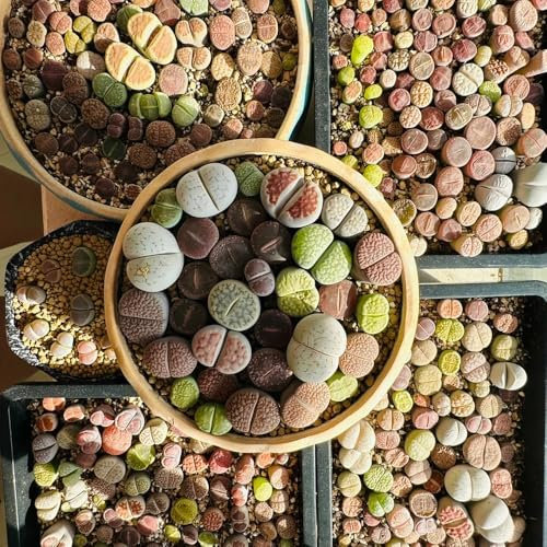 30 Piezas Mezcla De Semillas De Lithops, Semillas De Lithops, Regalos De Decoración De Balcones Para Amantes Del Jardín. Semillas De Piedras Vivas De Lithops, Cobertura Del Suelo,