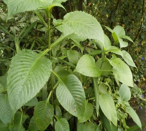 Semi di salvia gigante verde 70 pezzi