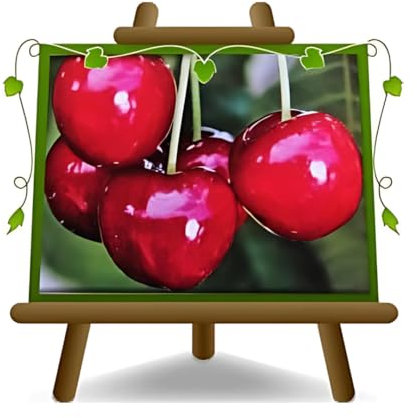 Kirschbaum süß Kirsche New Star auf Topf mit 26 Obstpflanzen selbstfruchtbarenmax. 200 cm - 4 Jahre Anbau Italien