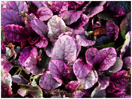 1 x Ajuga reptans 'Burgundy Glow' (Winterhart/Stauden/Staude/Mehrjährig/Immergrün/Bodendecker) Kriechender Günsel - Eleganter Bodendecker mit leuchtendem Blattwerk - von Stauden Gänge