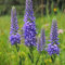 6x Ehrenpreis - Veronica spicata - Topf 9x9cm