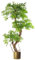 Leaf japanischer Fruticosa Ficus, 140 cm, goldfarbenes Metall, gebürstetes Messing, LEAF-7171-7201, with Metal Planter, with Metal Planter