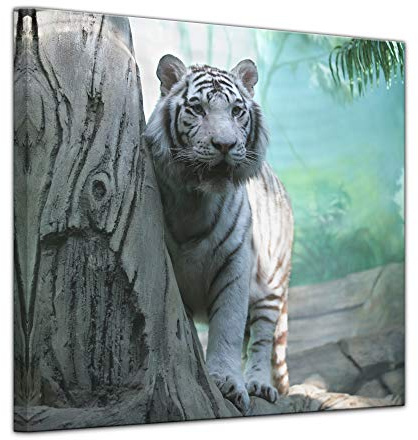 Bilderdepot24 Wandbild - Indischer weisser Tiger 40x40 cm einteilig quadratisch - Leinwandbild Bild auf Leinwand - schwarz weisser Bengal Tiger