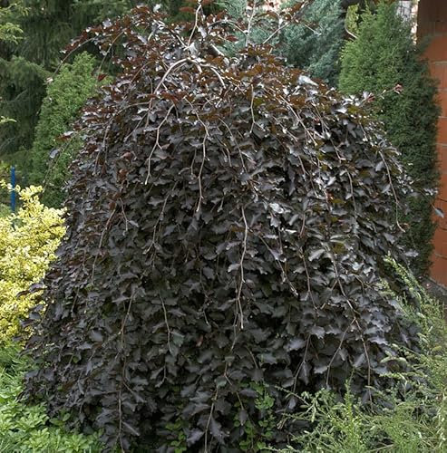 Hochstamm Schwarzrote Hängebuche 80-100cm - Fagus sylvatica - lebende Gartenpflanze aus den Baumschulen