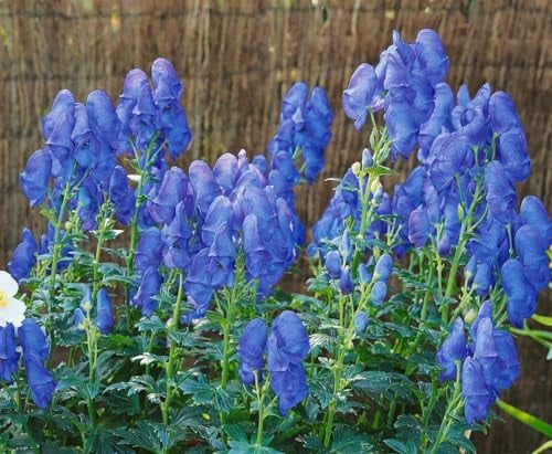 Aconitum x cammarum 'Blue Lagoon' ca. 11x11 cm Topf, Eisenhut, blaue Blüten, Blütezeit Juni-August, ideal für schattige Beete, bienenfreundlich, winterhart