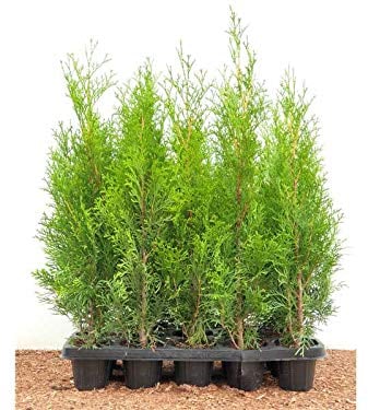 Edel Thuja Smaragd immergrüner Lebensbaum Heckenpflanze Zypresse im Topf gewachsen 40 cm (10 Stück)