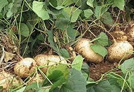 Radny Stevia Rebaudiana Pflanzensamen