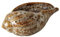 ReWu Deko Muschel aus Porzellan lasiert Gartendekoration 14x8x5,5 cm Maritime Dekoration Braun