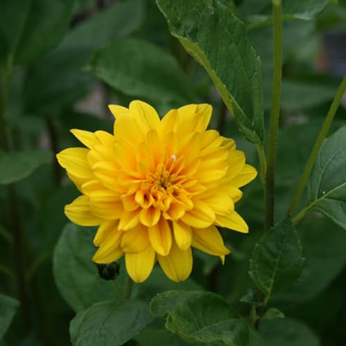 6 x Stauden Sonnenblume 'Soleil D'Or' - Helianthus 'Soleil D'Or': Goldene Sonnenblumen.