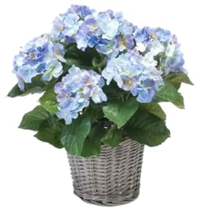 Easyplants Hortensienstrauch 45 cm im Korb