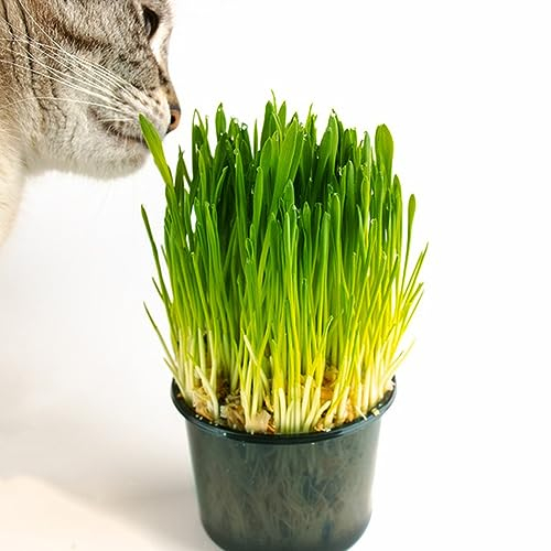 100 pcs katzengras pflanze samen - pflanze winterharte pflanzen für garten Wheatgrass historische gemüsesorten samen gemüse samen nachhaltige produkte dachbegrünung anzuchtset gemüse