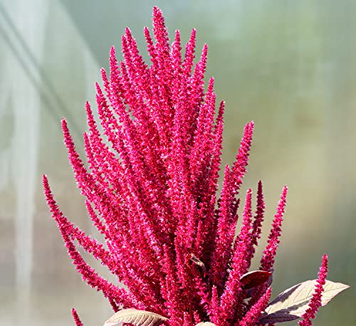 Gemüse-Amaranth Red Aztec - Kirschroter Fuchsschwanz - Amarant - 1000 Samen