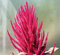 Gemüse-Amaranth Red Aztec - Kirschroter Fuchsschwanz - Amarant - 1000 Samen