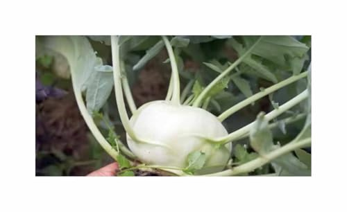 Stk - 30 Korn Kohlrabi (Bio) Korist F1 Garten Pflanzen - Samen F-S638 - Seeds & Plants Shop by Ipsa