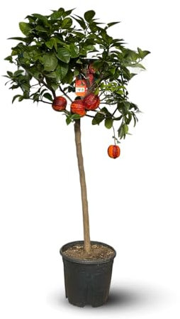 Attitude Jardin - Oranger Arcobal - citrus meyer sinensis - agrume mediterraneo - albero da frutto - 110-120 cm - ⌀ 22 cm