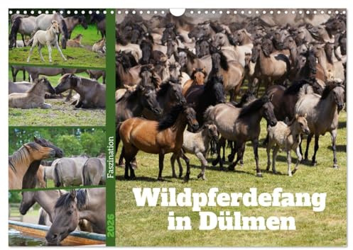 Faszination Wildpferdefang in Dülmen (Wandkalender 2026 DIN A3 quer), CALVENDO Monatskalender: Bilder vom jährlichen Fang der Junghengste in Dülmen (CALVENDO Tiere)
