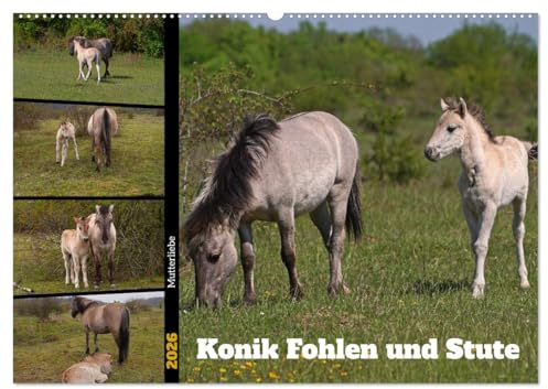 Mutterliebe - Konik Fohlen und Stute (Wandkalender 2026 DIN A2 quer), CALVENDO Monatskalender: Ausgewählte Fotos junger Konik Fohlen mit ihrer Mutter (CALVENDO Tiere)