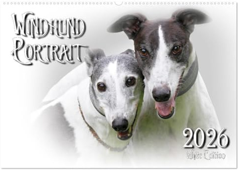 Windhund Portrait 2026 White Edition (Wandkalender 2026 DIN A2 quer), CALVENDO Monatskalender: Fotokalender mit Windhunden (CALVENDO Tiere)