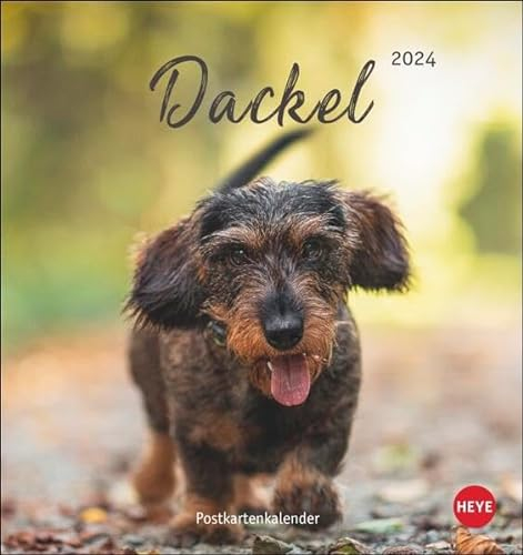 Dackel Postkartenkalender 2024. Monats-Tischkalender zum Aufstellen oder Aufhängen mit herzigen Dackelfotos. Kleiner Kalender mit Postkarten zum Verschicken oder Sammeln.