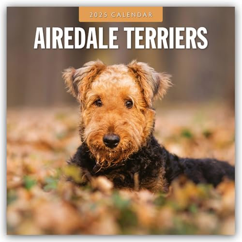 Airdale Terriers – Airdale Terrier 2025 – 16-Monatskalender: Original Red Robin Publishing Ltd-Kalender [Mehrsprachig] [Kalender] (Wall-Kalender)