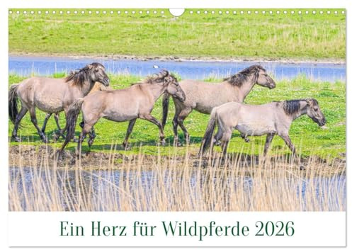 Ein Herz für Wildpferde (Wandkalender 2026 DIN A3 quer), CALVENDO Monatskalender: Bezaubernde Wildpferde und ihre Fohlen. (CALVENDO Tiere)