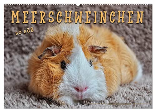 Meerschweinchen - so süß (Wandkalender 2026 DIN A2 quer), CALVENDO Monatskalender: Eindrucksvolle Bilder der niedlichen Nager. (CALVENDO Tiere)