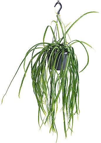 WL Plants Lepismium Bolivianum Hängepflanze - Hängepflanzen zimmer - Zimmerpflanzen - Topfpflanzen echt - Grünpflanzen Luftreinigend - Pflanzen Höhe +/- 30cm inkl. Topf Ø17cm - Indoor plants