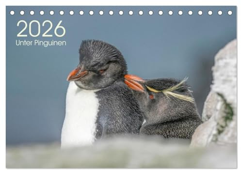 Unter Pinguinen (Tischkalender 2026 DIN A5 quer), CALVENDO Monatskalender: Pinguine begleiten Sie durchs Jahr. (CALVENDO Tiere)