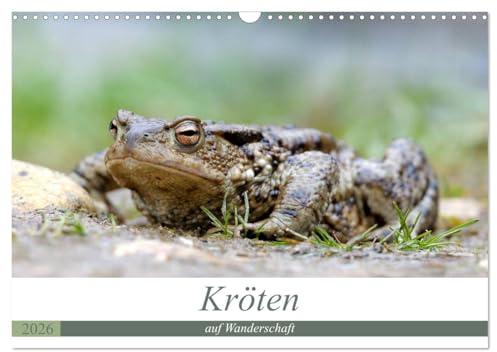 Kröten auf Wanderschaft (Wandkalender 2026 DIN A3 quer), CALVENDO Monatskalender: Kröten unterwegs zu den Laichplätzen (CALVENDO Tiere)